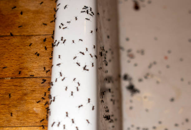 Best Best Pest Control Companies  in Rogers City, MI