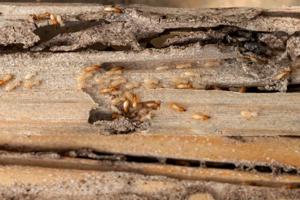 Pest Control Cost in Rogers City, MI